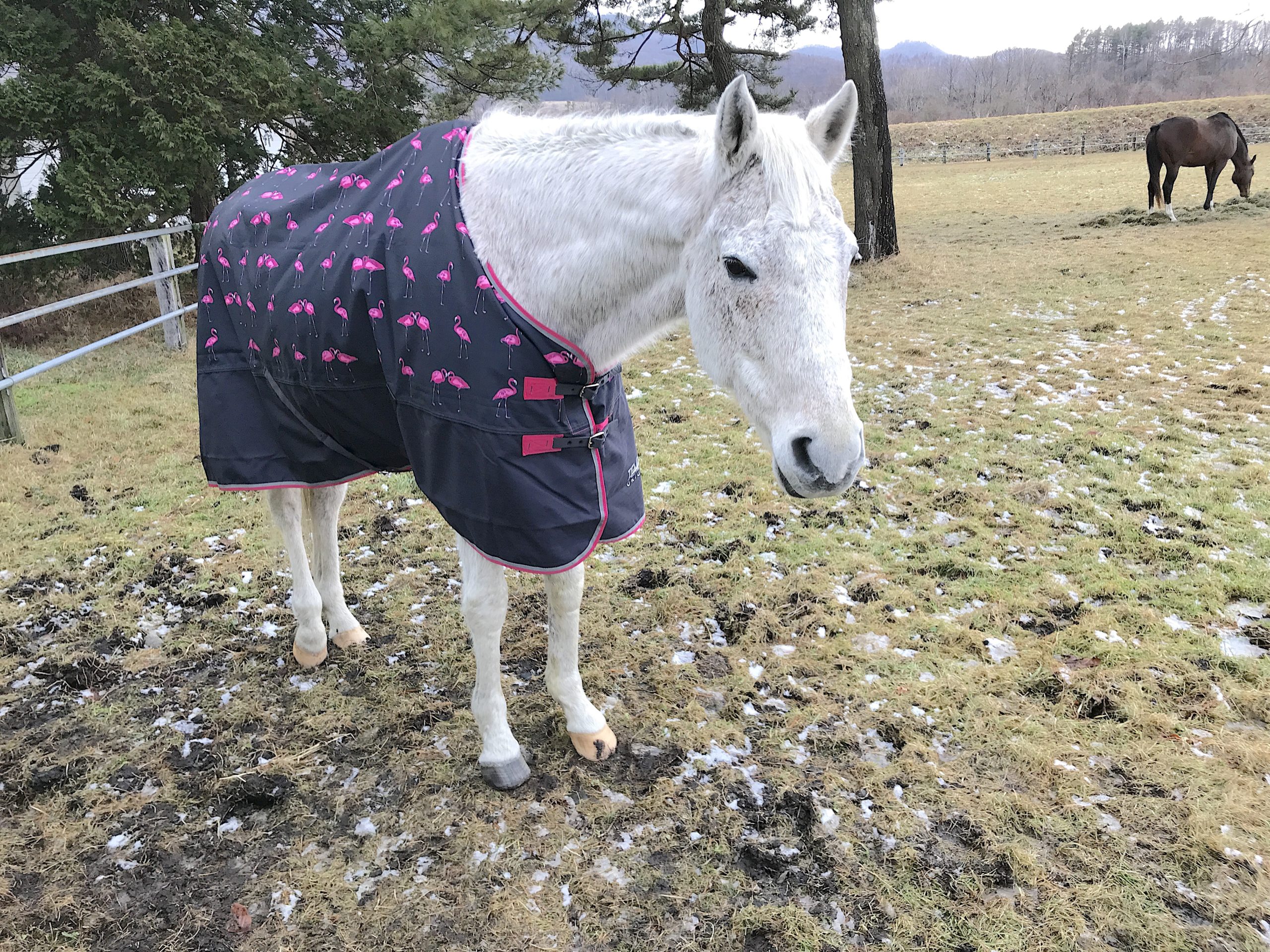 夢 Oguricap オグリキャップの血を繋ぐ ドリームホース 笠松競馬を愛す馬主