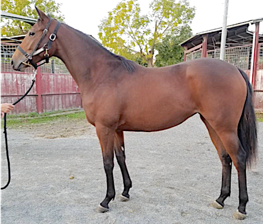 アグネスの牝系 まとめ ドリームホース 笠松競馬を愛す馬主 志は岐阜から全国制覇