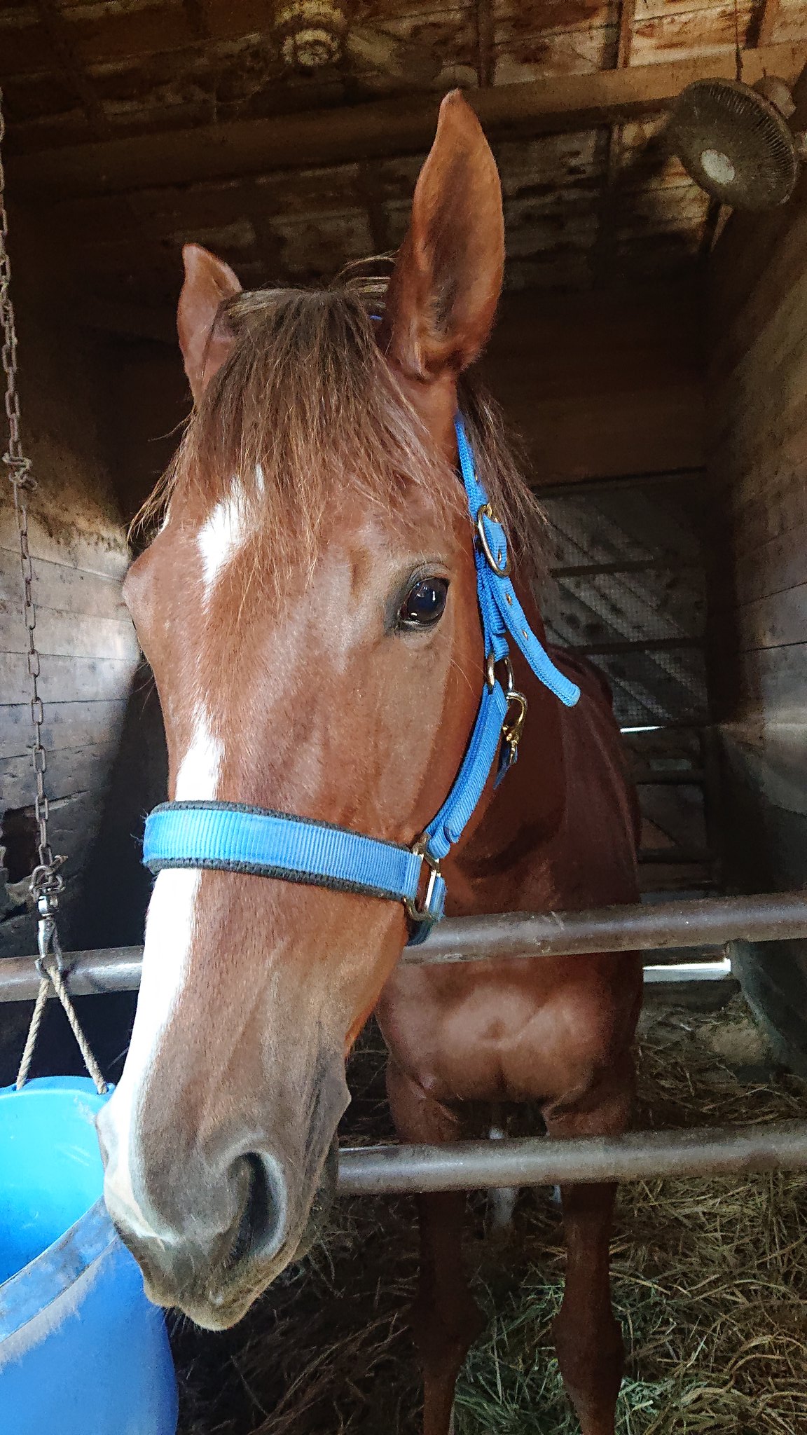 馬主 笠松競馬 ドリームホース 笠松競馬を愛す馬主 志は岐阜から全国制覇