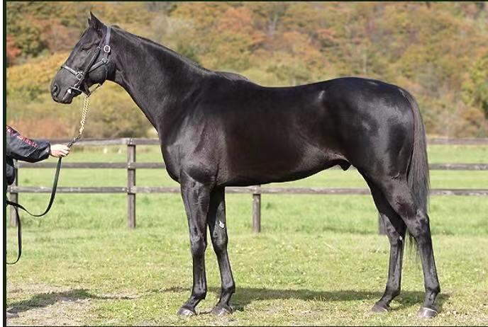 馬主 笠松競馬 ドリームホース 笠松競馬を愛す馬主 志は岐阜から全国制覇